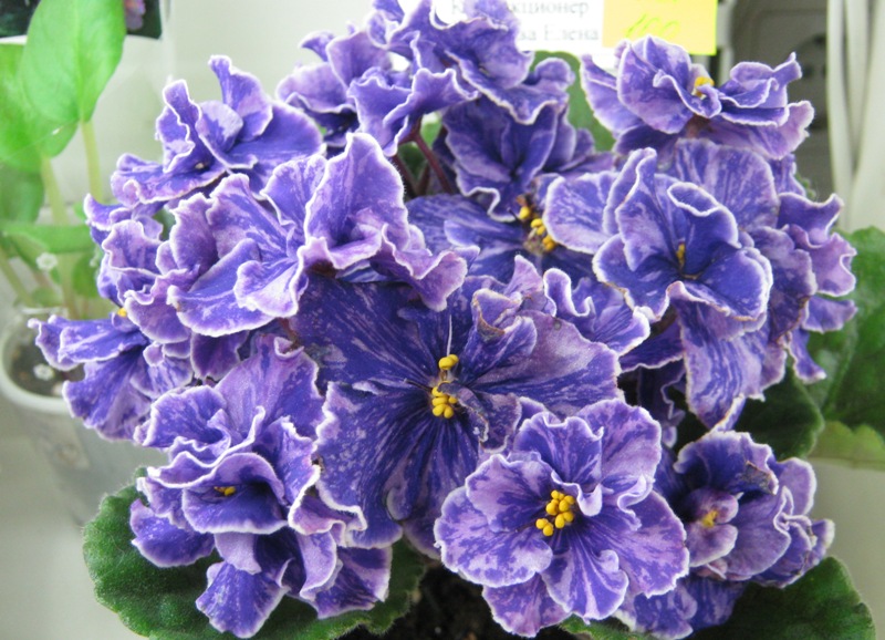 Морозова Grape Glory.JPG