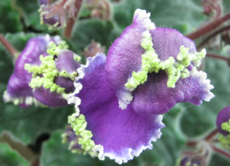 Морозова Emerald Lace.JPG