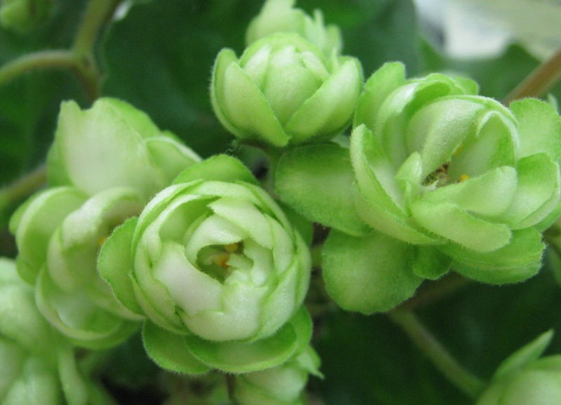 Морозова ЛЕ-Купава.JPG
