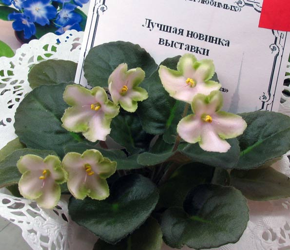 АН-Яблочный Спас ( Лучшая Новинка).jpg