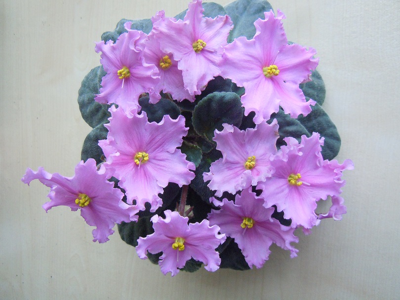 DSCN9175.JPG