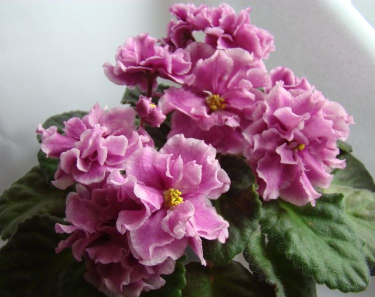 DSC05180.JPG