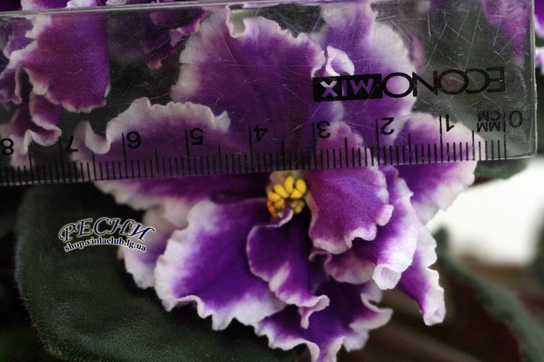 IMG_9036 копия.jpg