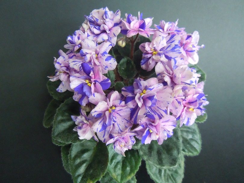 DSCN9204.JPG