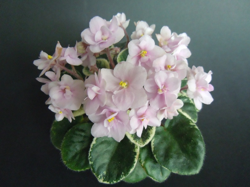 DSCN9207.JPG
