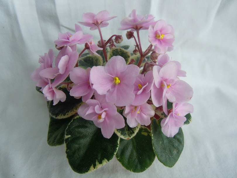 DSCN9158.JPG