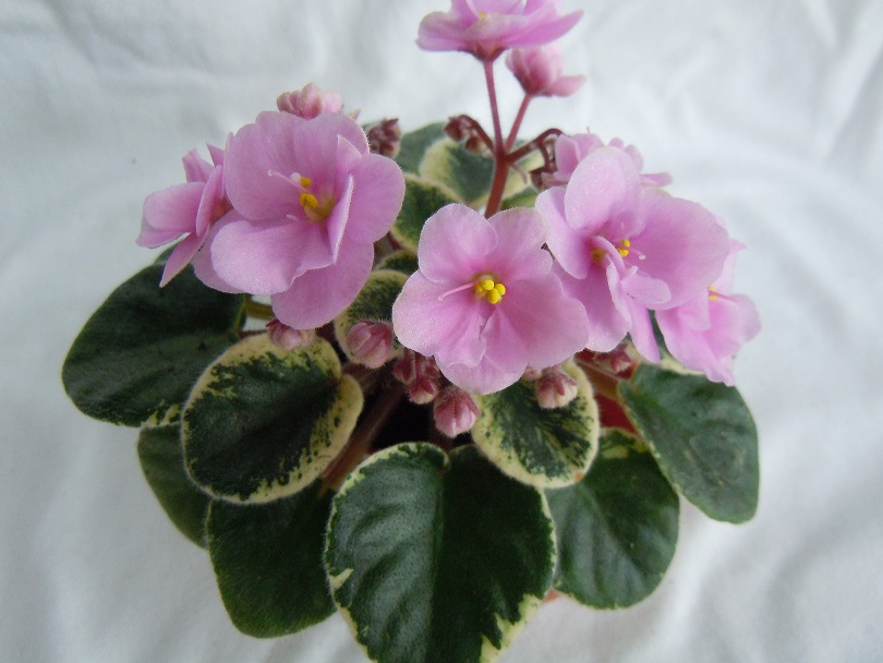 DSCN9076.JPG
