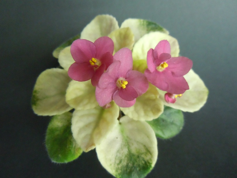 DSCN9206.JPG