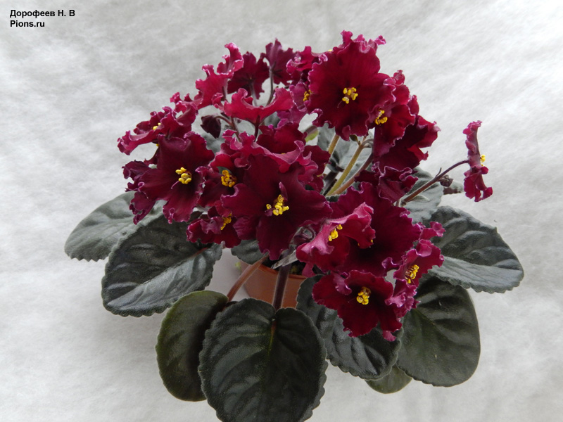 L. Red Rocket