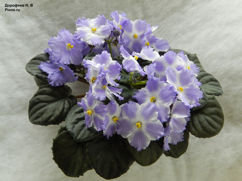 L. Lavander Magic