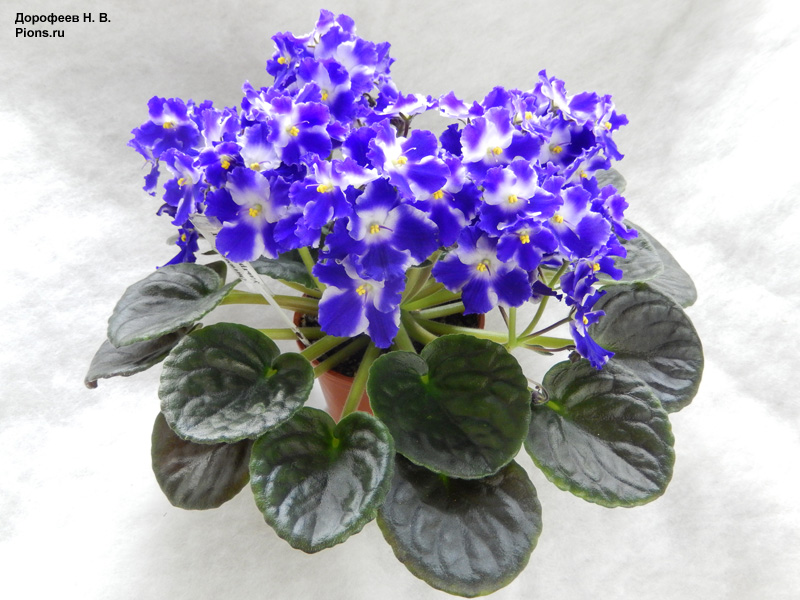Oprimara Ultra Violet