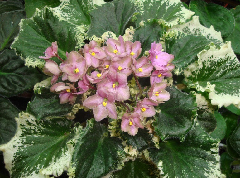wild irish rose