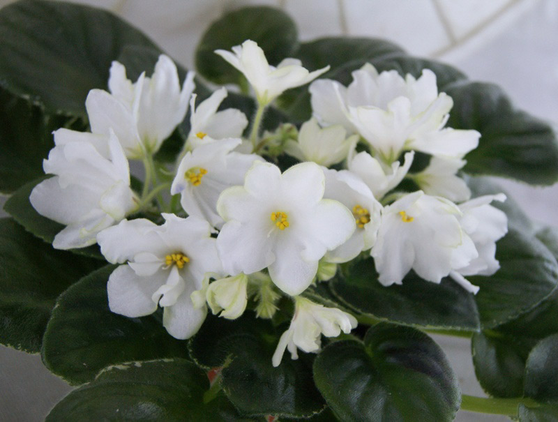 ЛЕ-Предвестник Весны