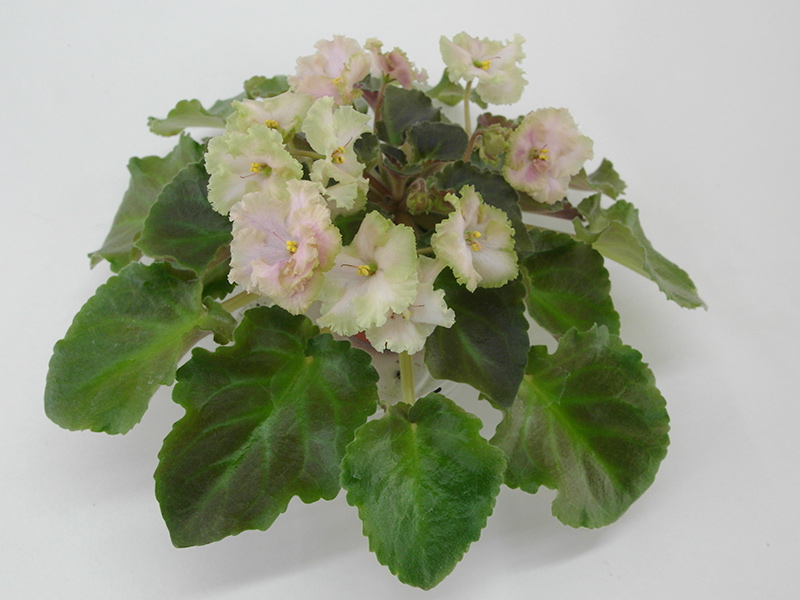 Rob`s Antique Rose
