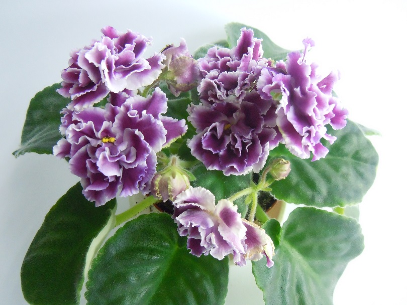 DSCN9263.JPG