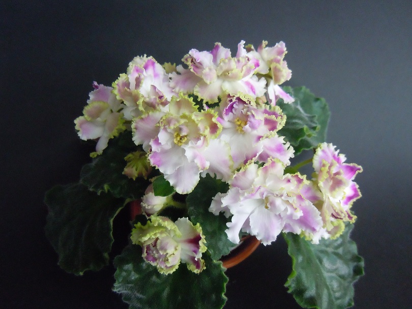 DSCN9264.JPG