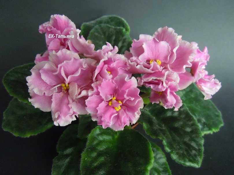 DSCN9236.JPG