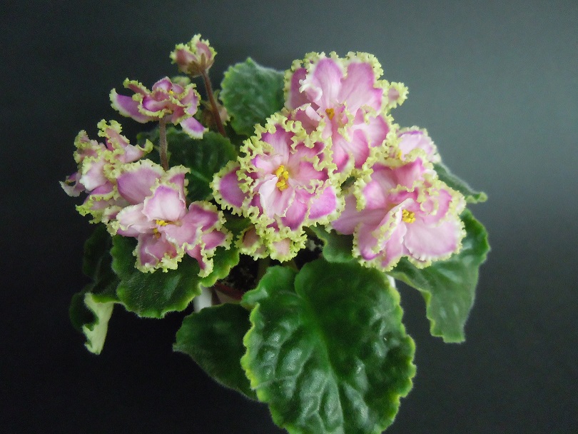 DSCN9250.JPG
