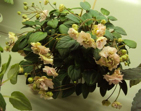 Pink Mint Пак.JPG