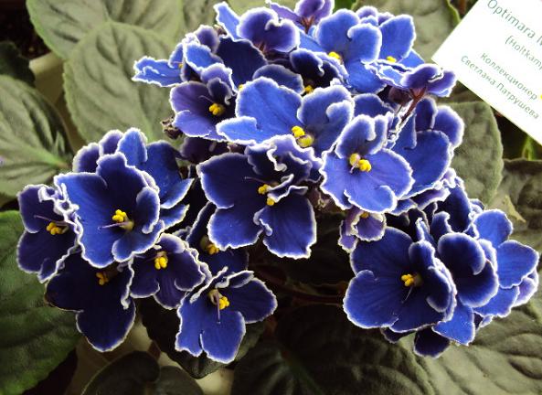 Optimara Martinique Патр.JPG