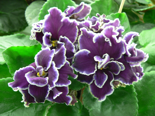 ЛЕ-Мачо (Патрушева).JPG