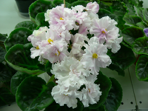 ЛЕ-Белый Опал (Киселева).JPG