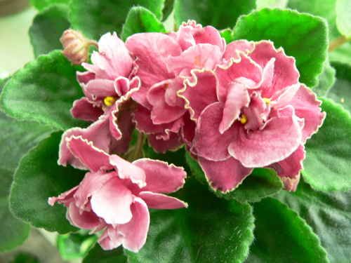 ЛЕ-Неаполитанский Закат (Киселева).JPG