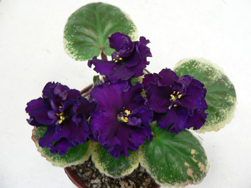 Ma's Purple Poodle.JPG