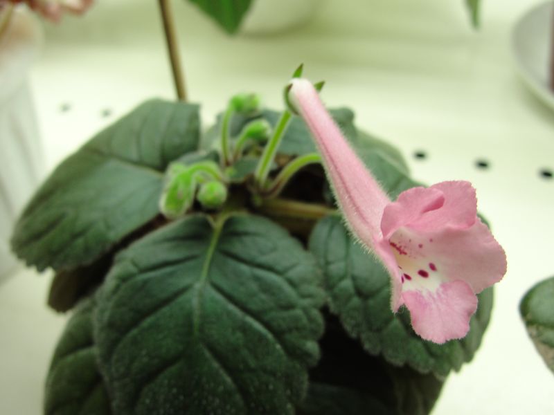 Country Pink