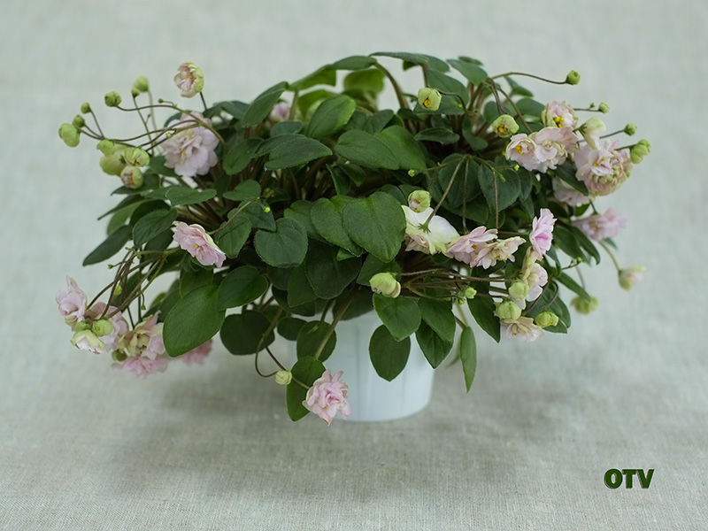 Pink-Mint.jpg