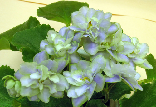 Mirror Image98.jpg