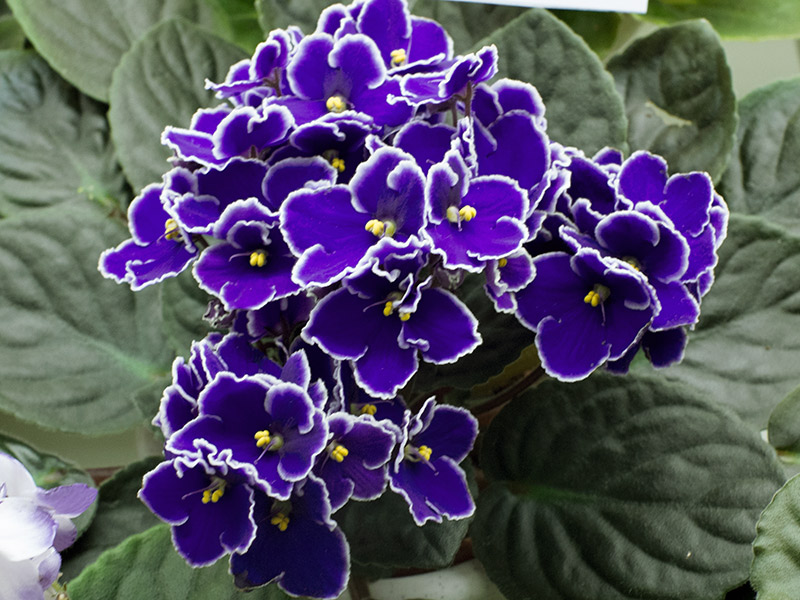 Optimara-Martinique-Патрушева.jpg