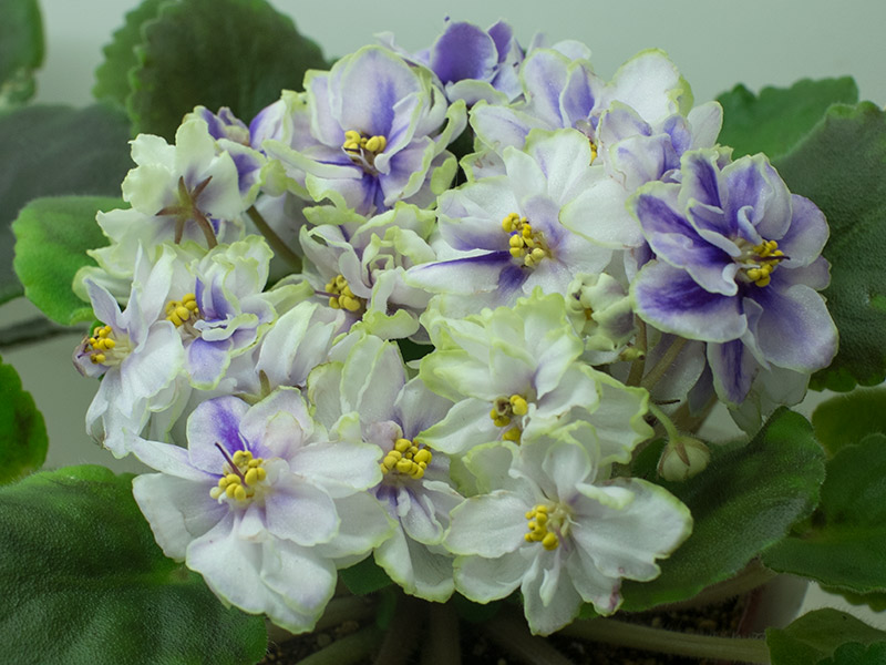 Sora-Kalissa-Стуленкова.jpg