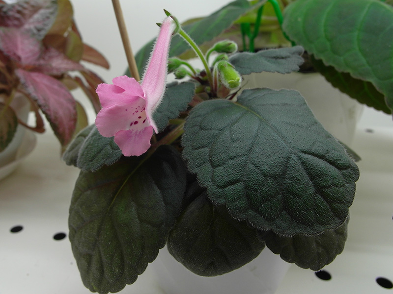 синингия-Country-Pink-Прудкова.jpg