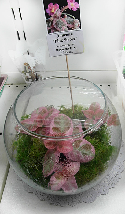 эписц-Pink-Smoke-Прудкова.jpg
