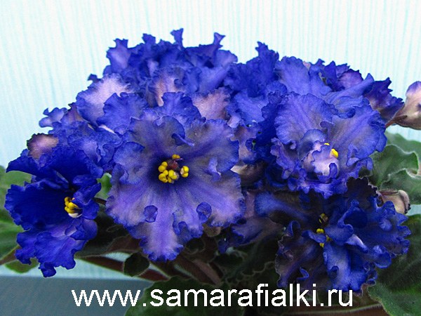 РС-Лесовичок_rs  5.jpg