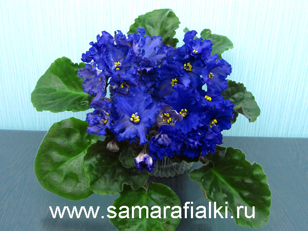РС-Лесовичок 2.jpg