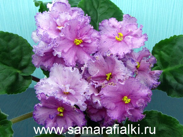 ЛЕ-Ханами шапка_rs  5.jpg