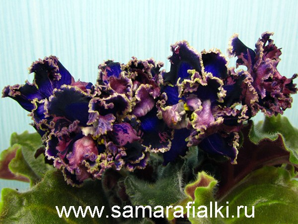 ЛЕ-Ульрамарин_rs  5.jpg