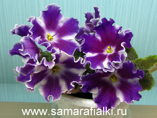 ПТ-Куряночка.jpg