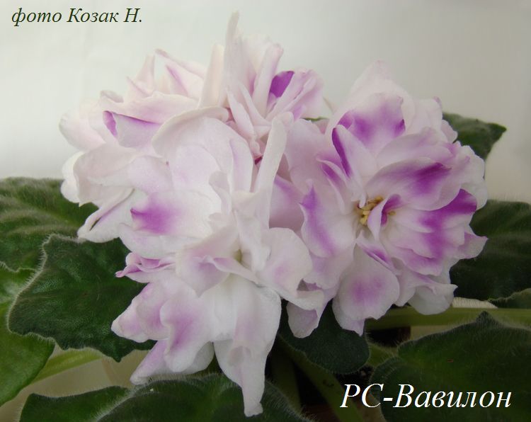 DSC00372.JPG