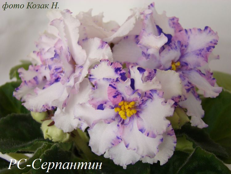 DSC00411.JPG