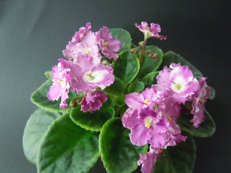 DSCN9334.JPG
