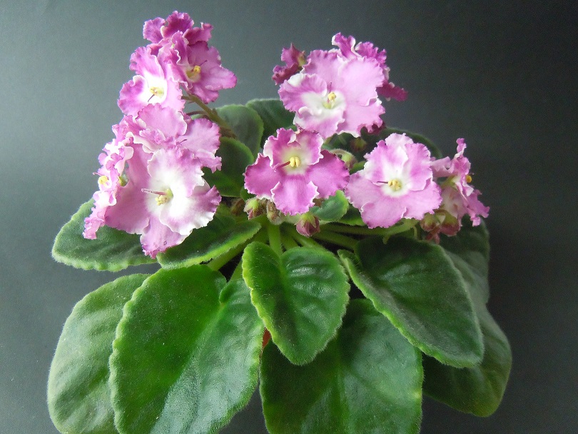 DSCN9335.JPG