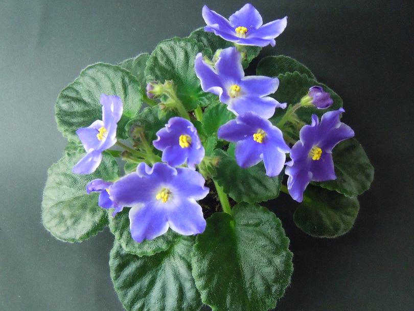DSCN9336.JPG