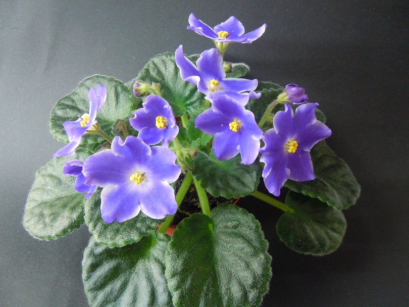 DSCN9337.JPG