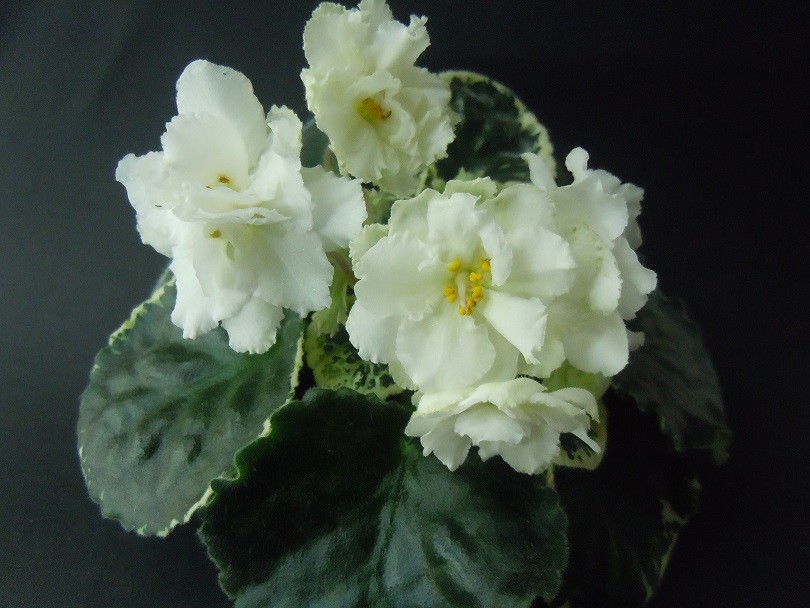 DSCN9332.JPG