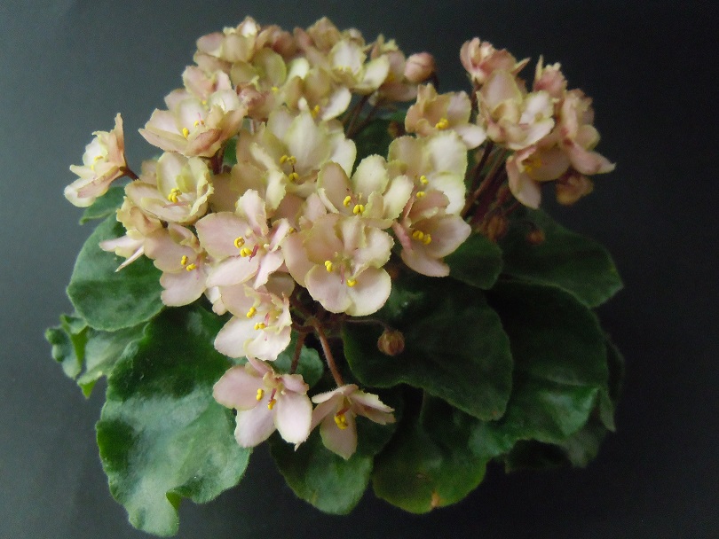 DSCN9330.JPG