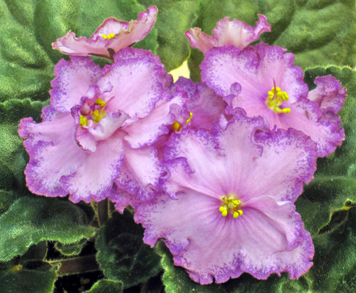 IMG_4753.jpg