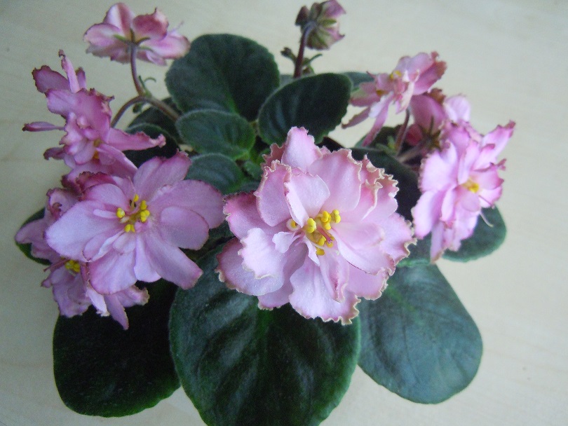 DSCN9186.JPG